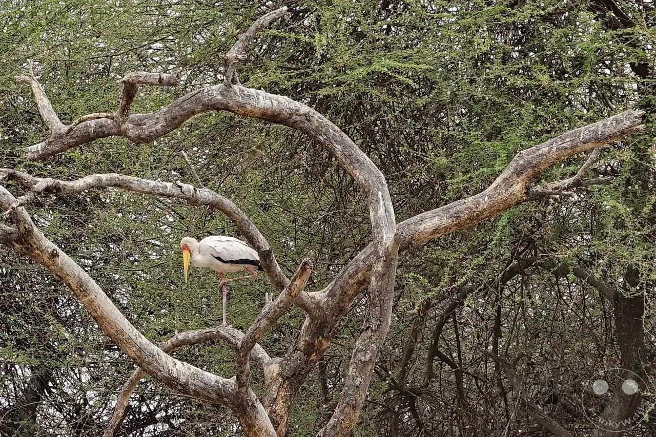 Tansania - Tarangire-Nationalpark