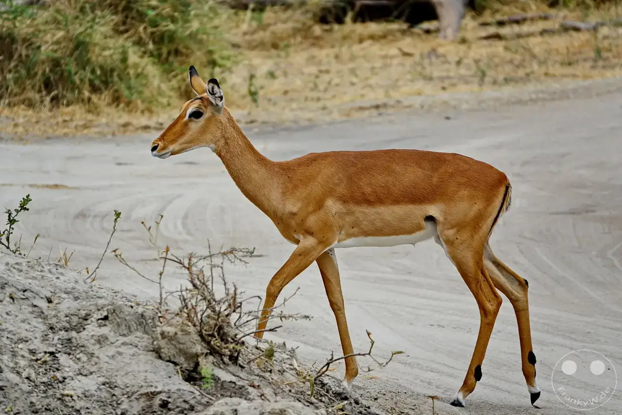 Tansania - Tarangire-Nationalpark