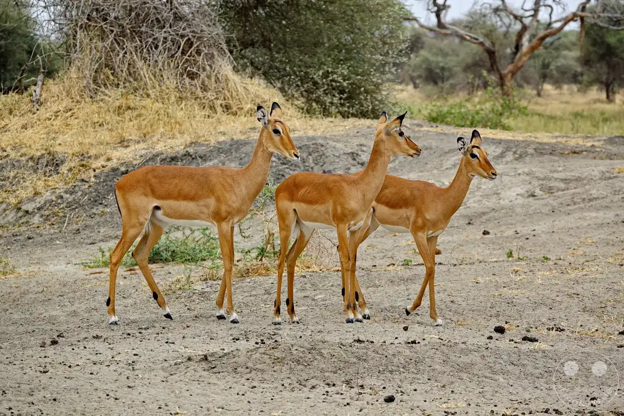 Tansania - Tarangire-Nationalpark