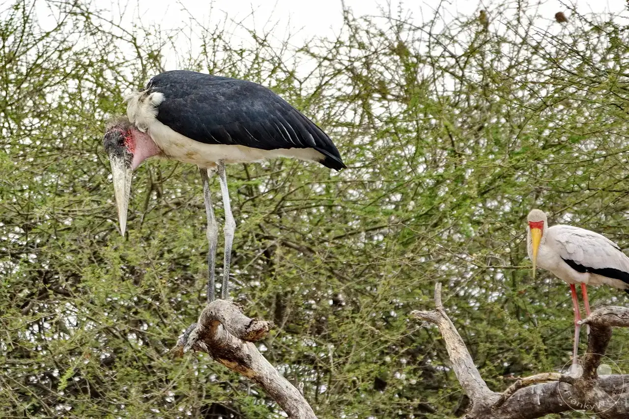 Tansania - Tarangire-Nationalpark