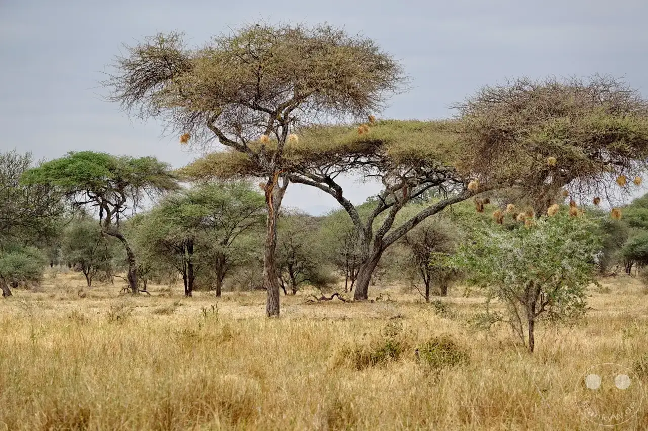 Tansania - Tarangire-Nationalpark
