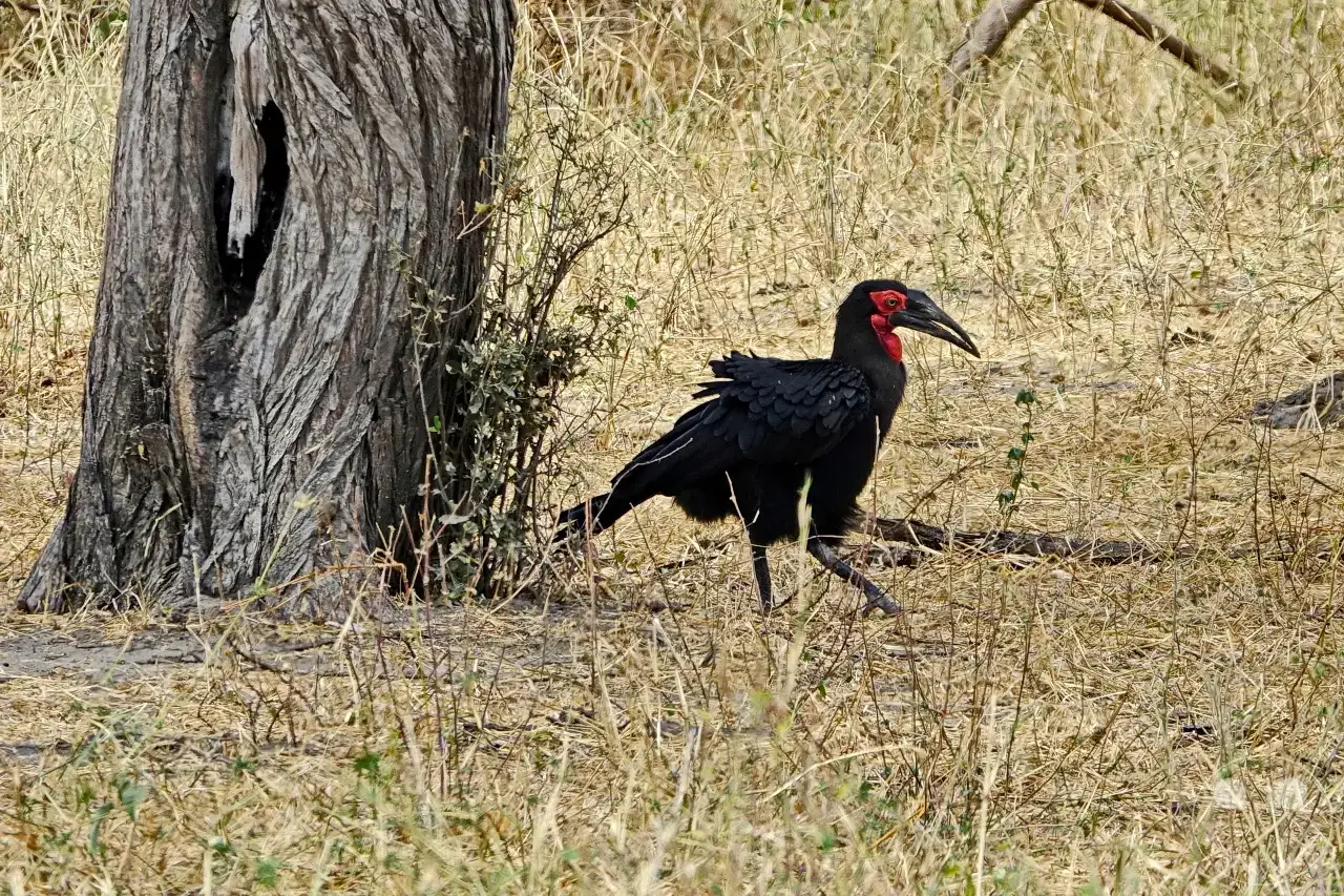 Tansania - Tarangire-Nationalpark