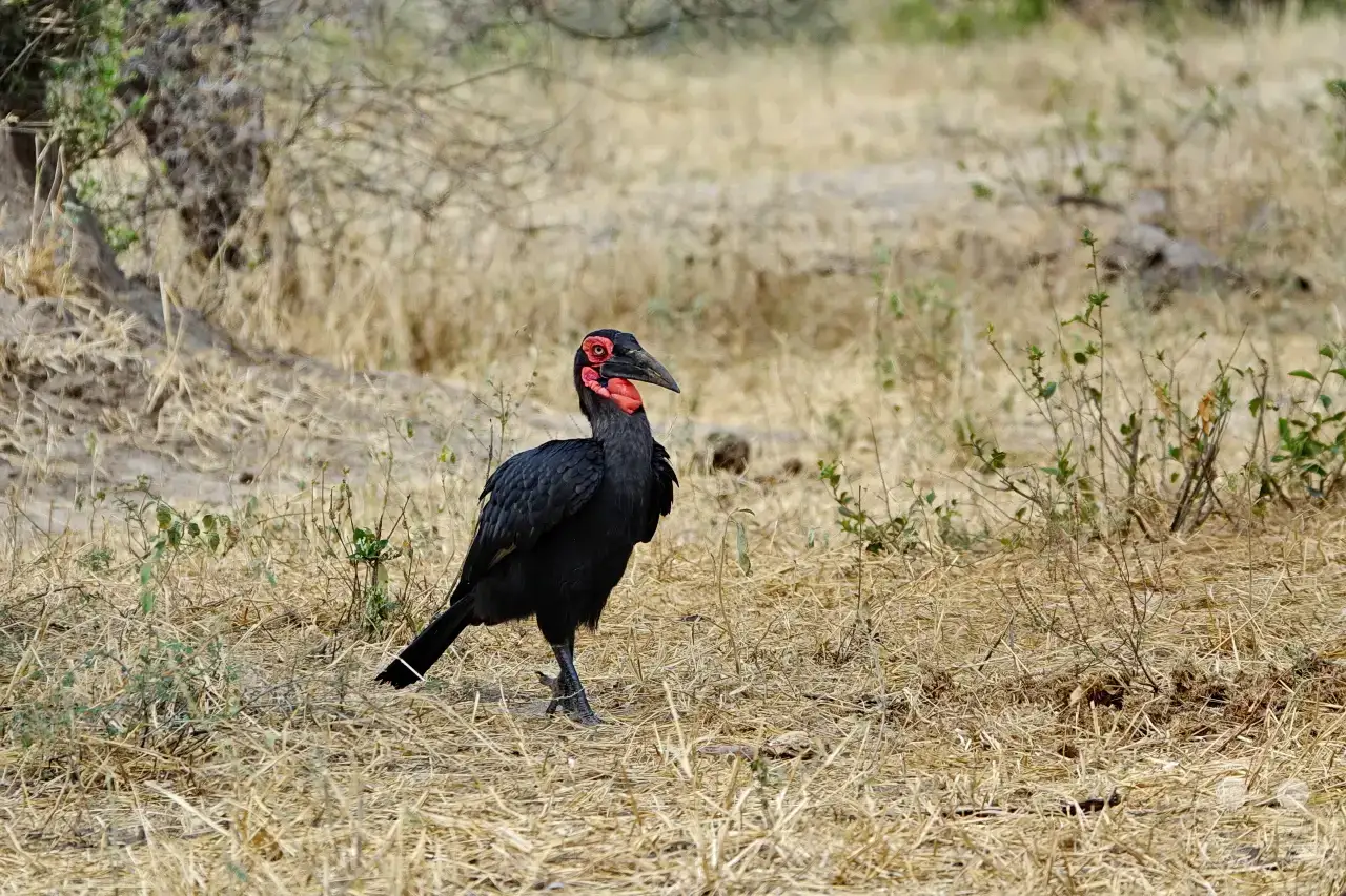 Tansania - Tarangire-Nationalpark