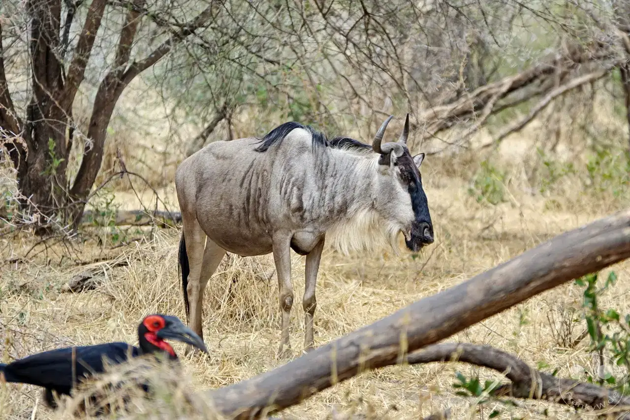 Tansania - Tarangire-Nationalpark
