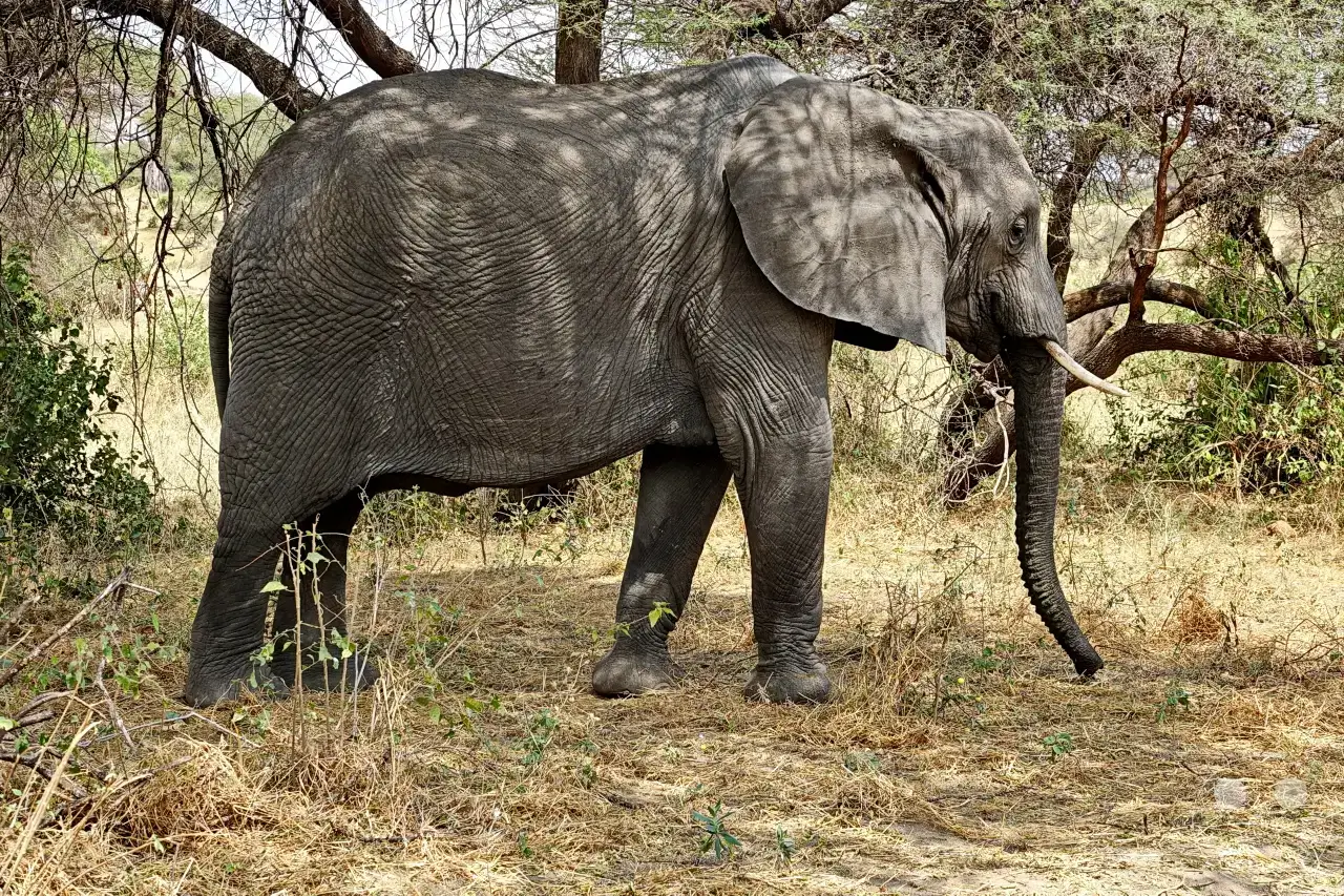 Tansania - Tarangire-Nationalpark