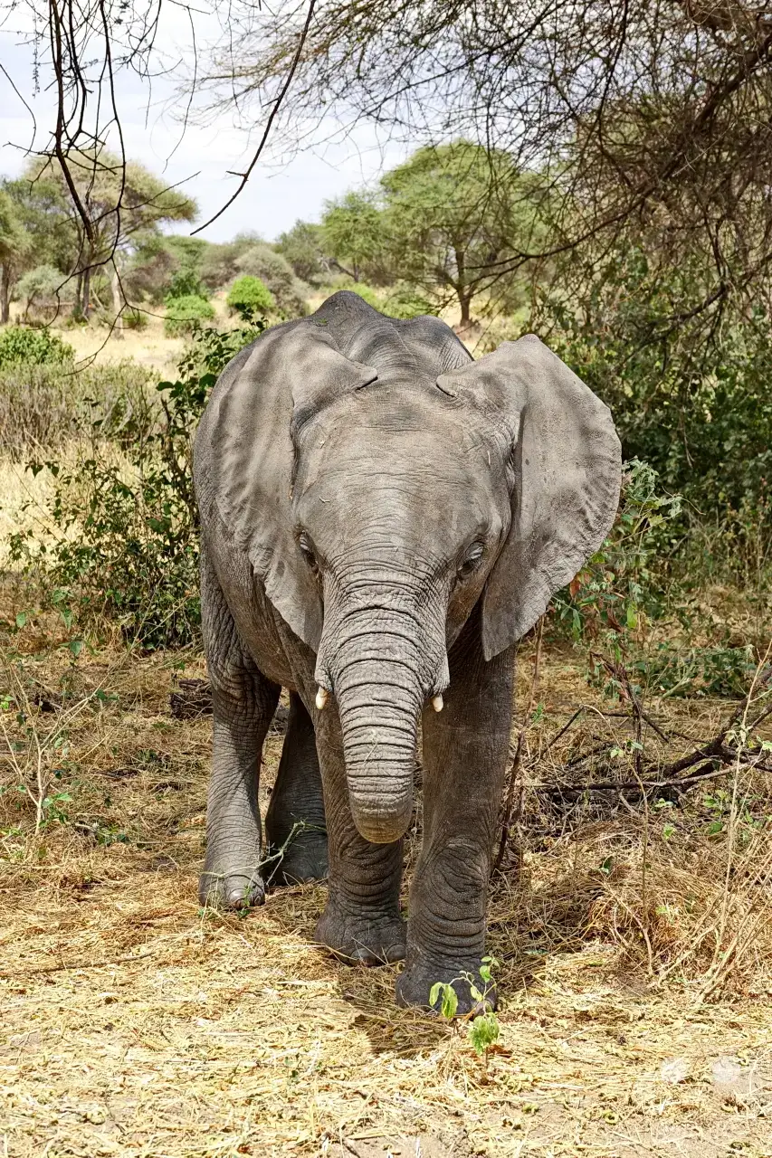 Tansania - Tarangire-Nationalpark