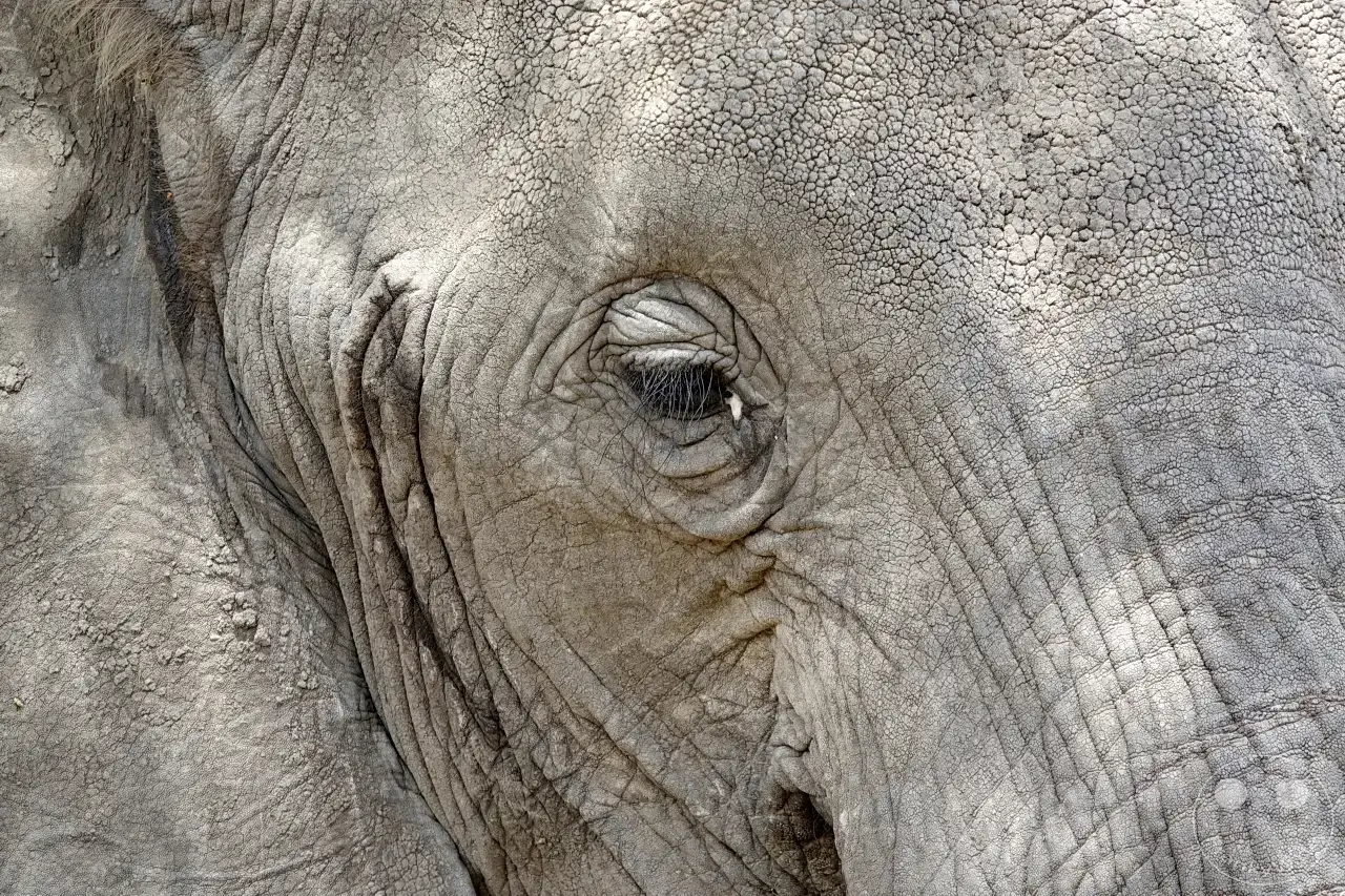 Tansania - Tarangire-Nationalpark