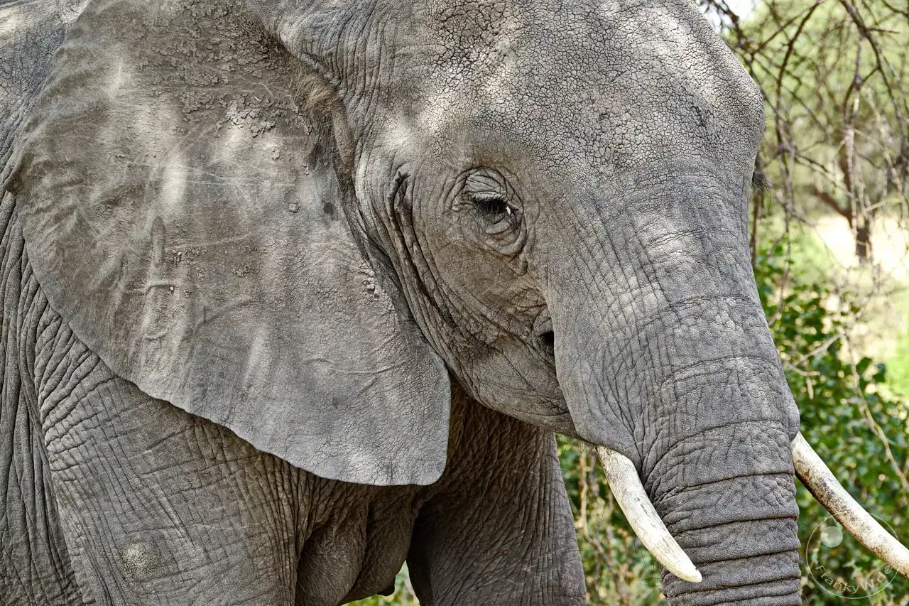 Tansania - Tarangire-Nationalpark