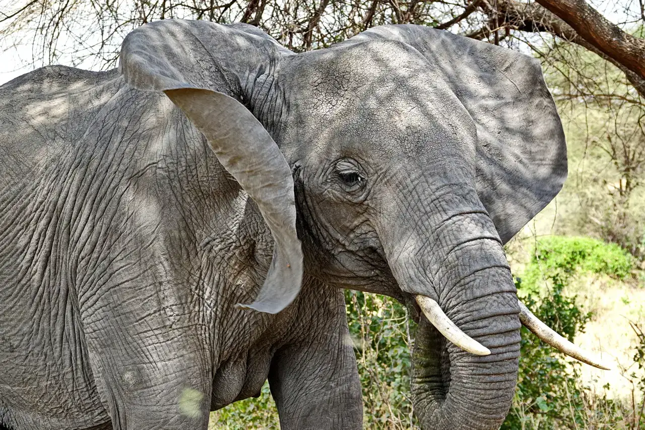Tansania - Tarangire-Nationalpark