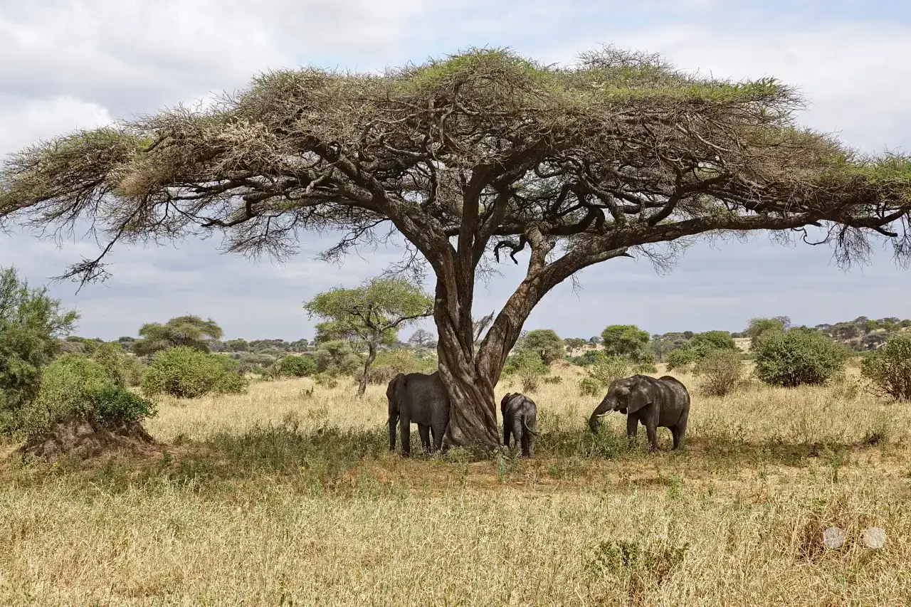 Tansania - Tarangire-Nationalpark
