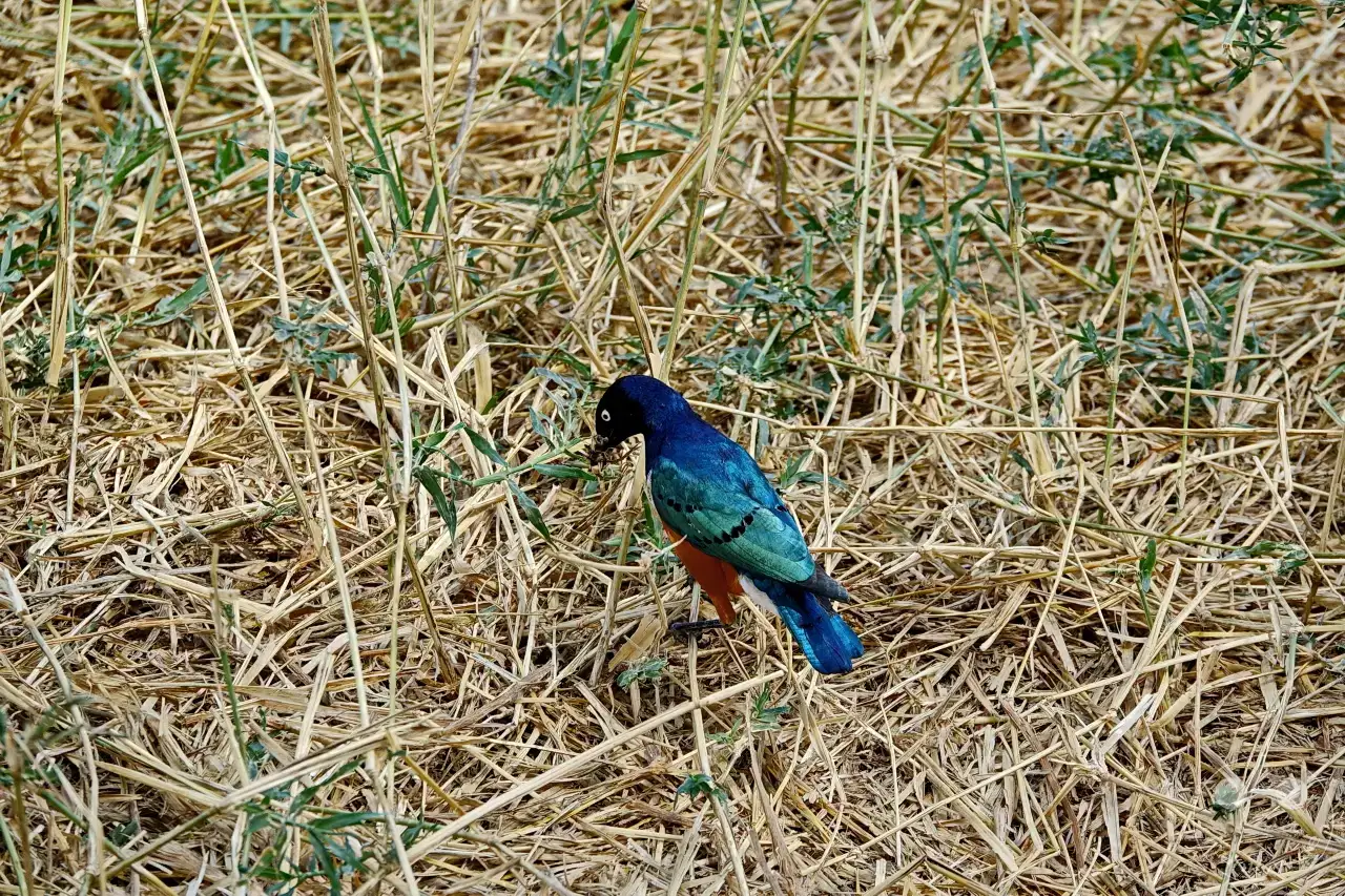 Tansania - Tarangire-Nationalpark