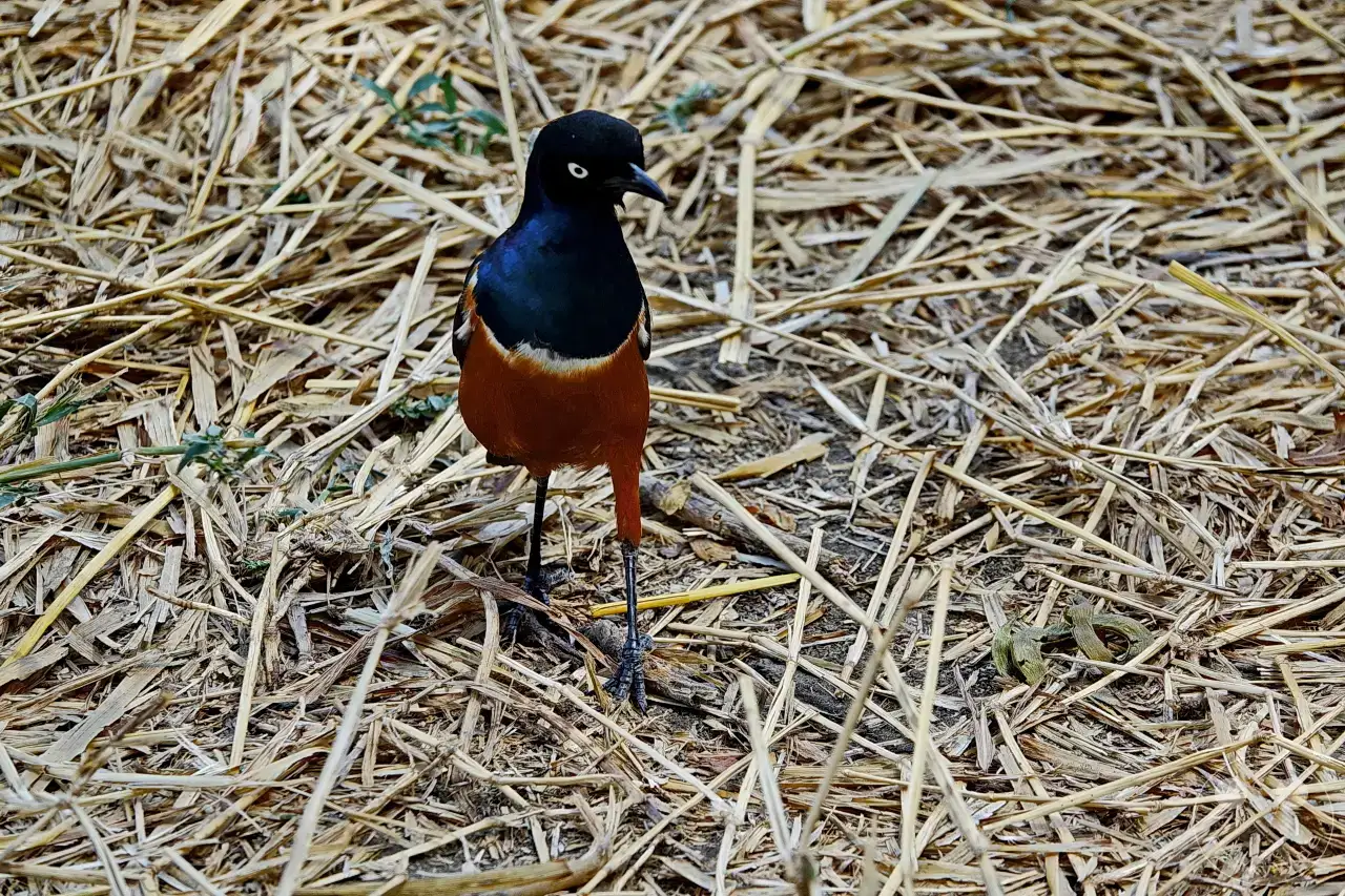 Tansania - Tarangire-Nationalpark