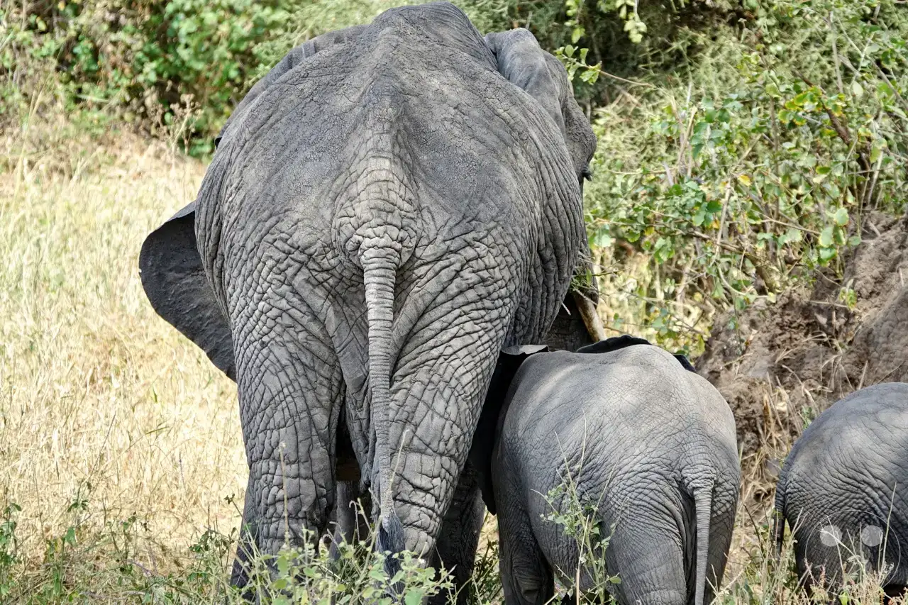 Tansania - Tarangire-Nationalpark