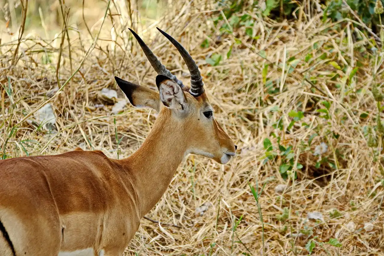 Tansania - Tarangire-Nationalpark
