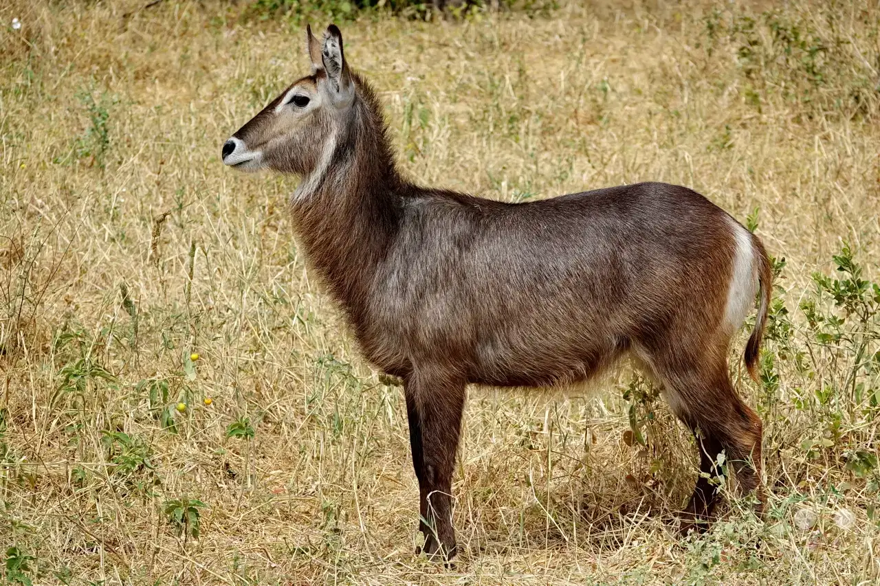 Tansania - Tarangire-Nationalpark