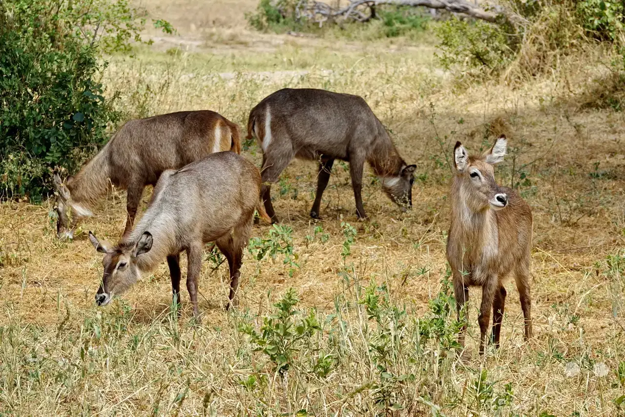 Tansania - Tarangire-Nationalpark