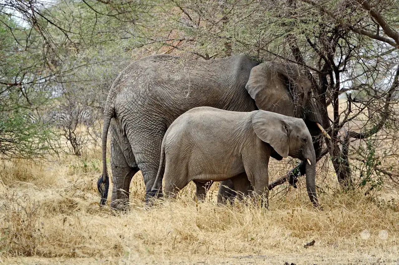 Tansania - Tarangire-Nationalpark