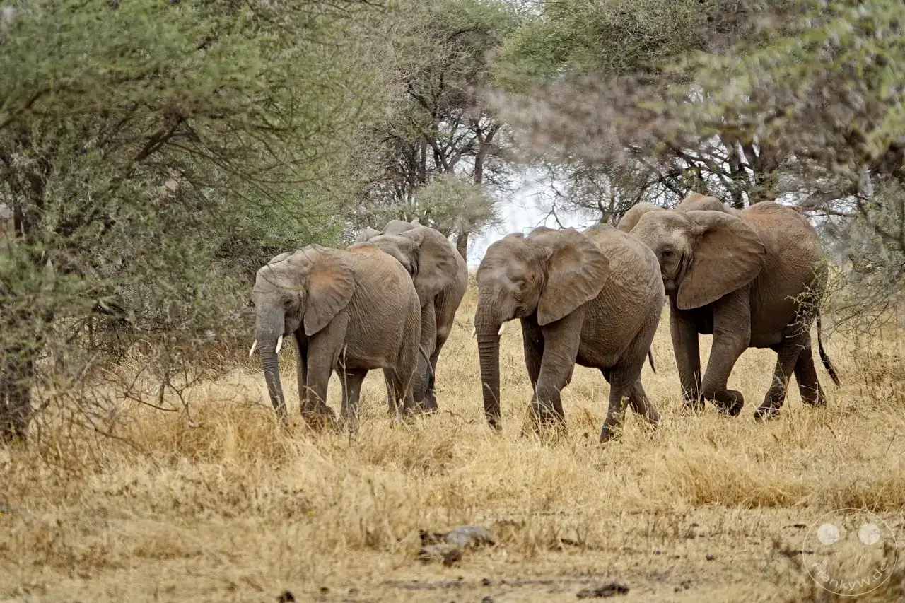 Tansania - Tarangire-Nationalpark