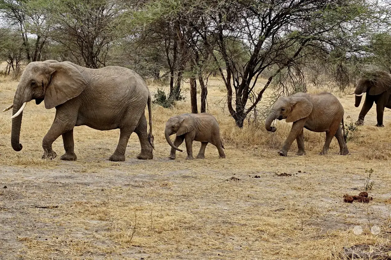 Tansania - Tarangire-Nationalpark