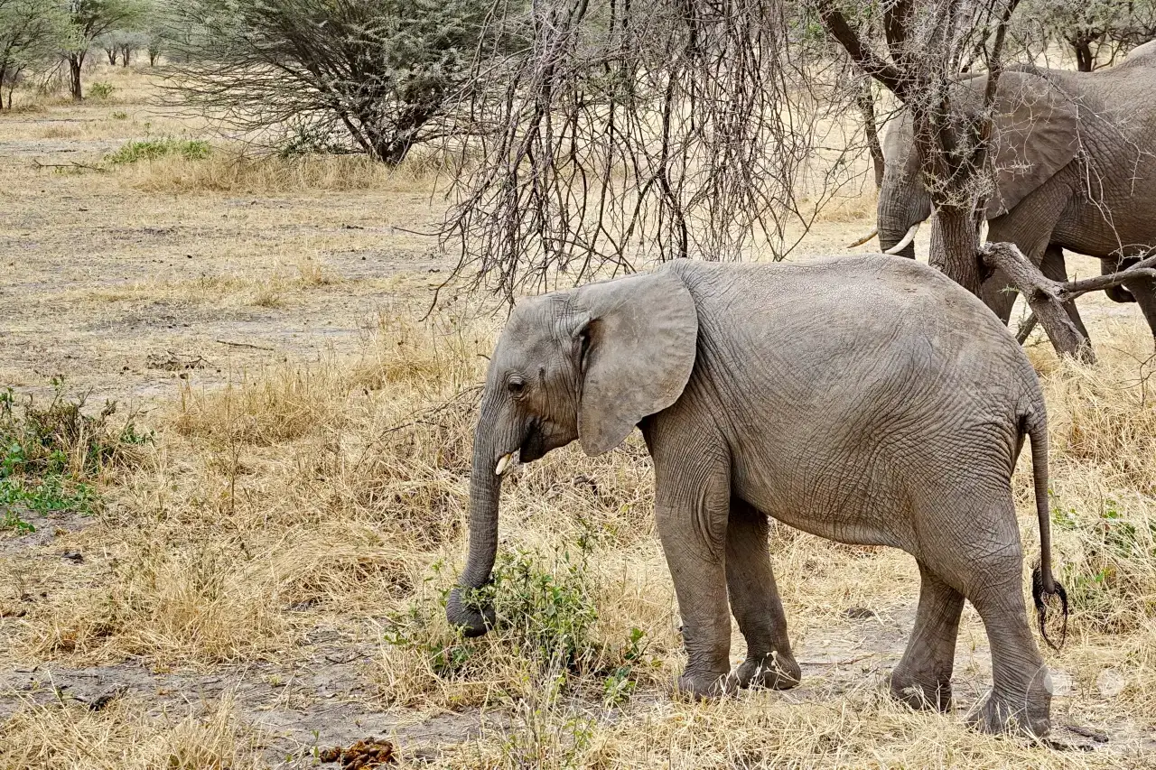 Tansania - Tarangire-Nationalpark