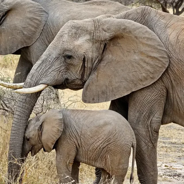 Tansania - Tarangire-Nationalpark