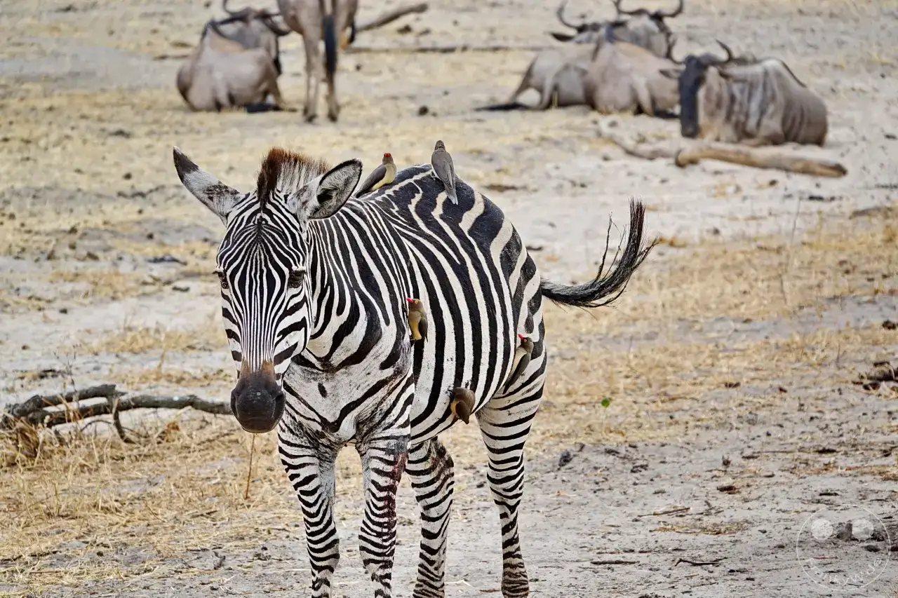 Tansania - Tarangire-Nationalpark