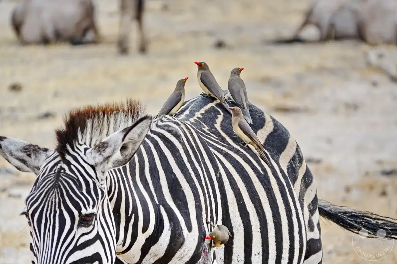 Tansania - Tarangire-Nationalpark