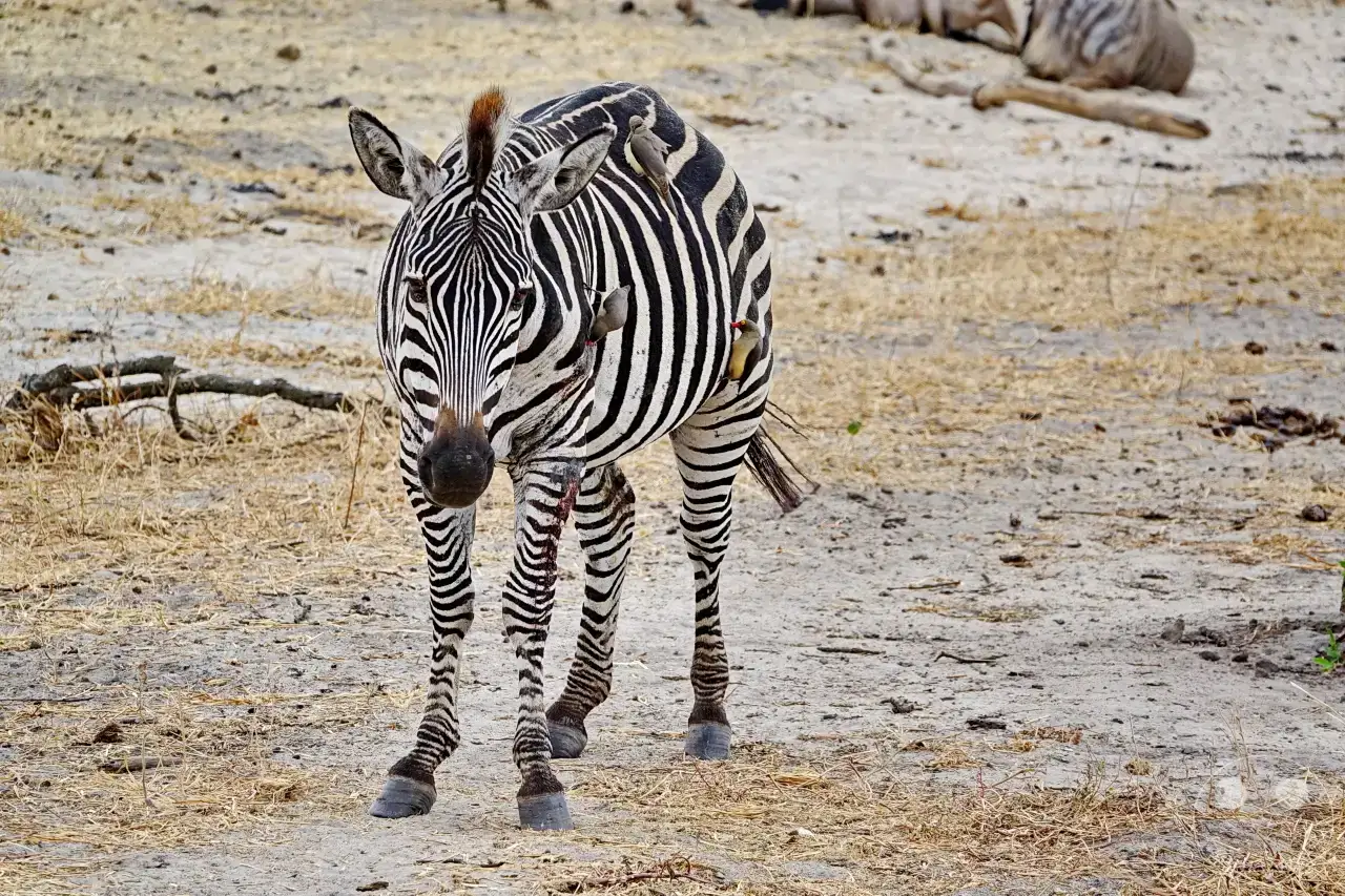Tansania - Tarangire-Nationalpark