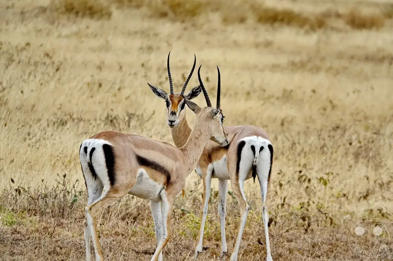 Tansania - Serengeti