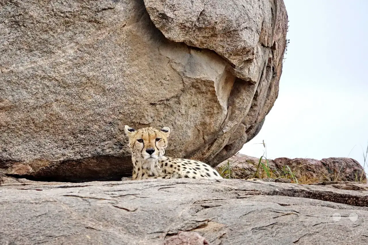 Tansania - Serengeti