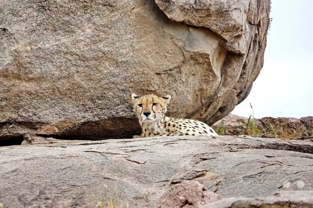 Tansania - Serengeti