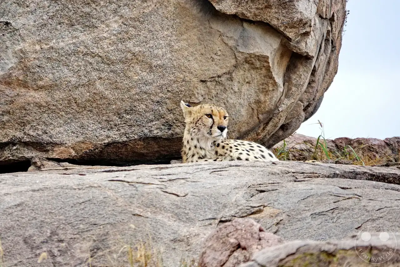 Tansania - Serengeti