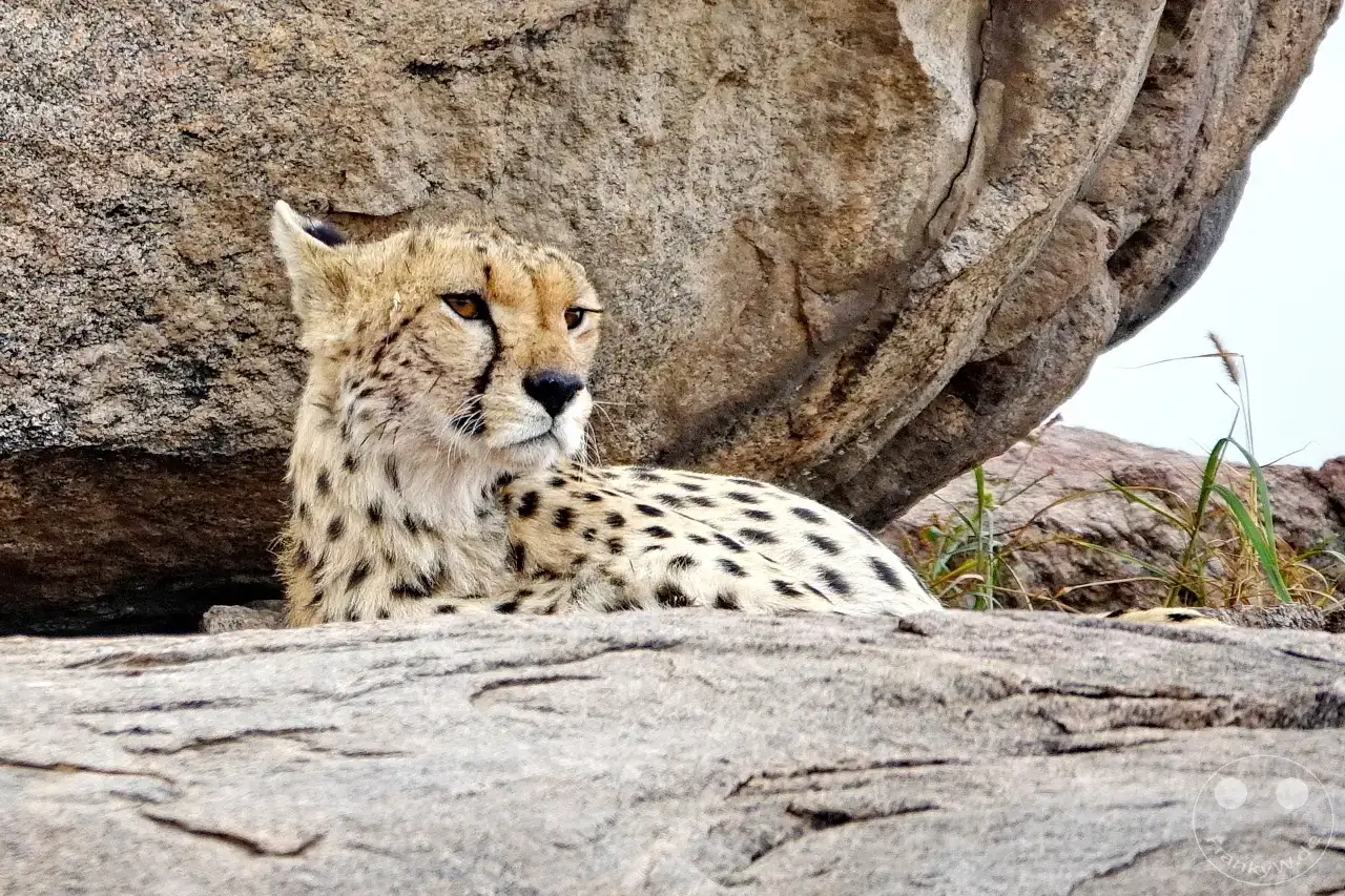 Tansania - Serengeti