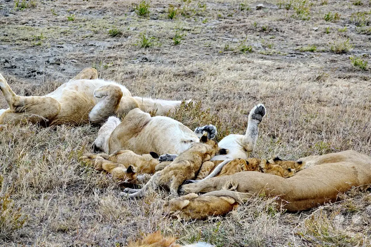 Tansania - Serengeti