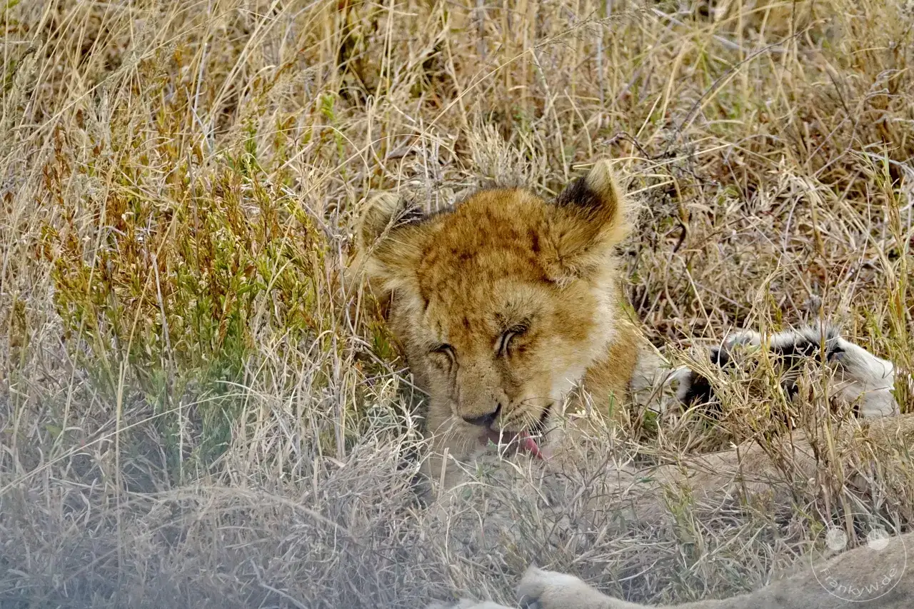 Tansania - Serengeti