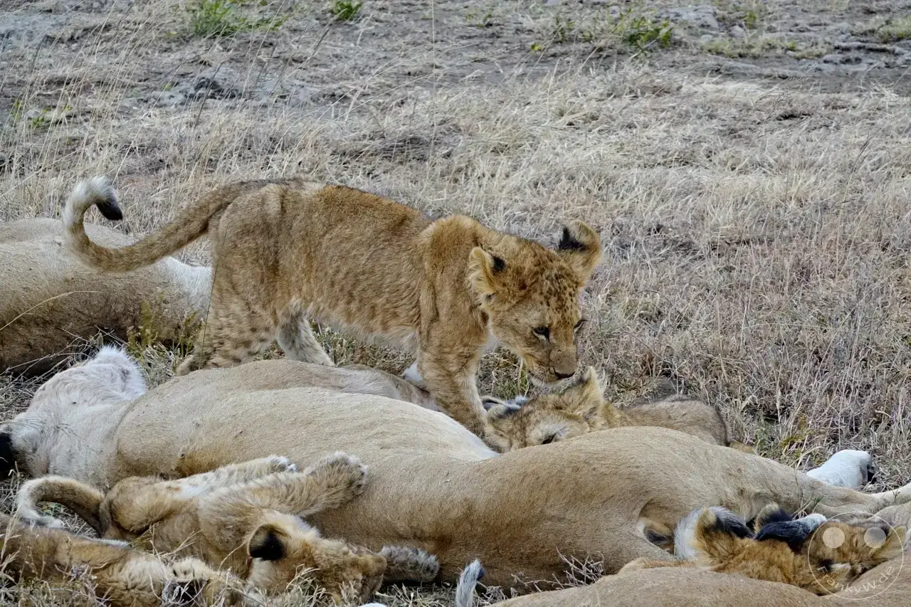 Tansania - Serengeti
