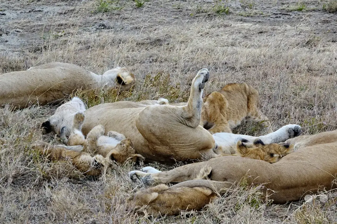 Tansania - Serengeti