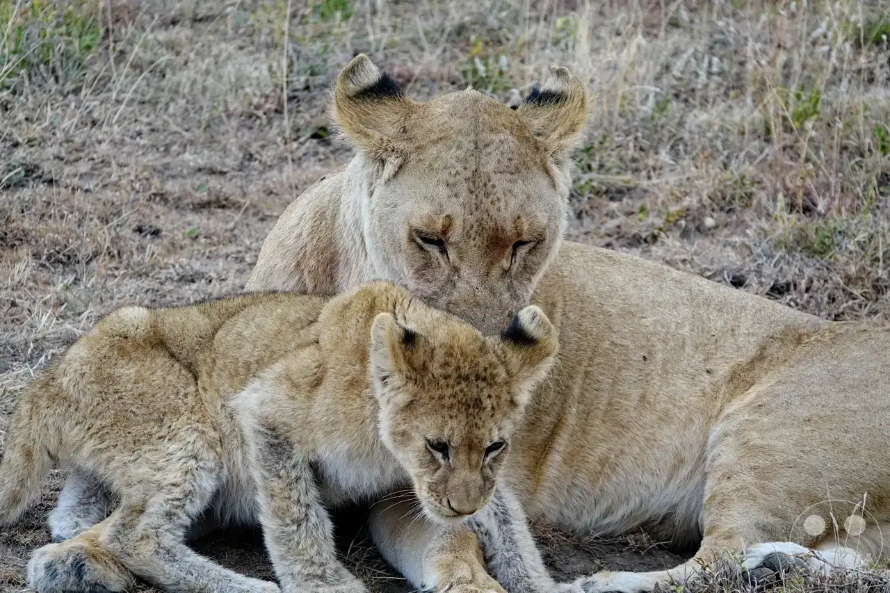 Tansania - Serengeti