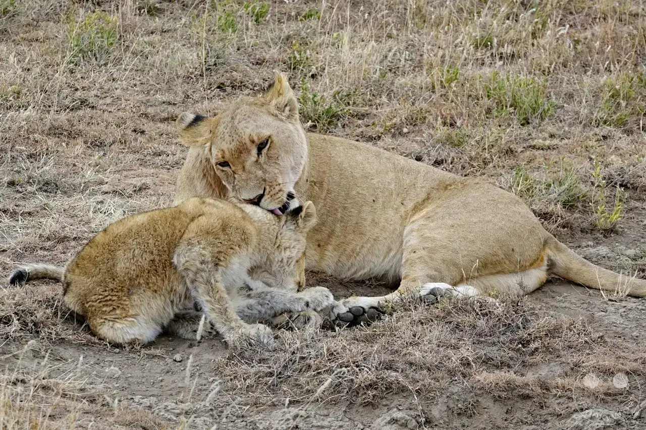 Tansania - Serengeti