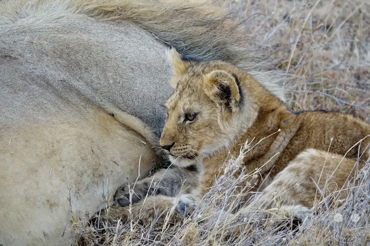 Tansania - Serengeti