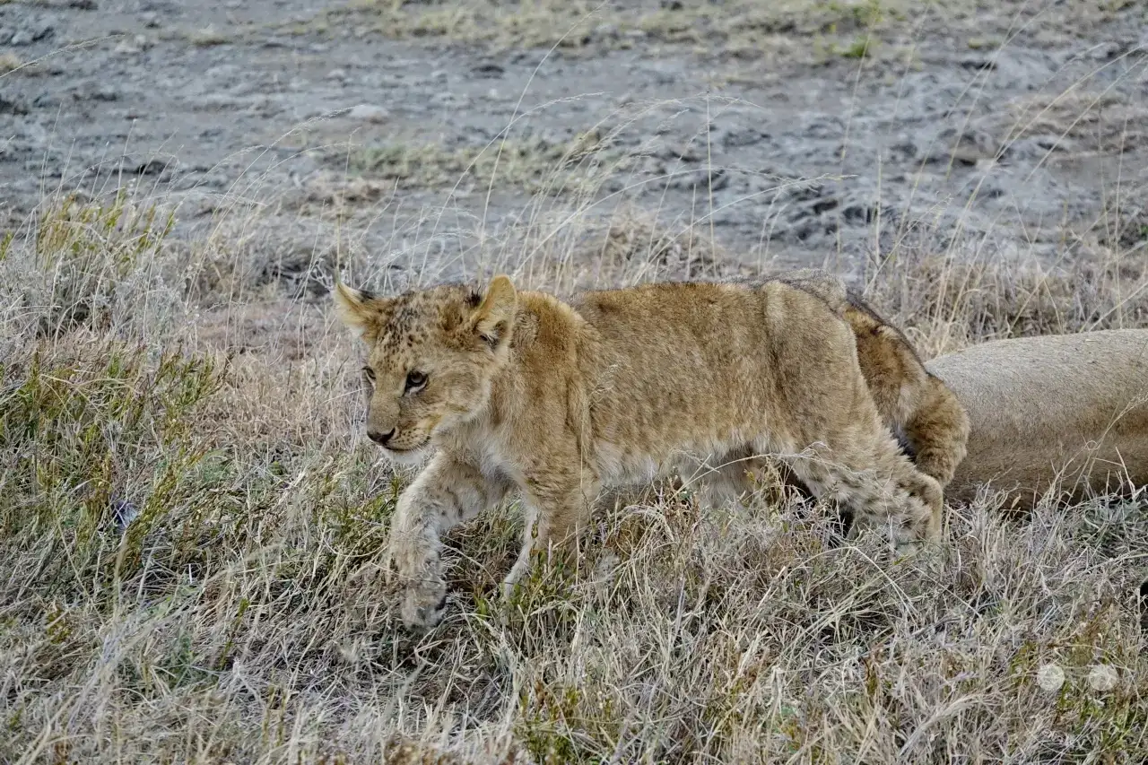 Tansania - Serengeti