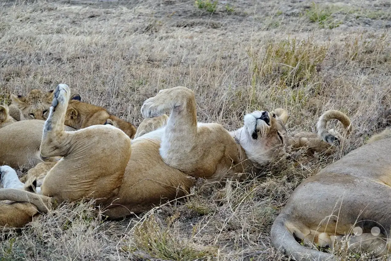 Tansania - Serengeti