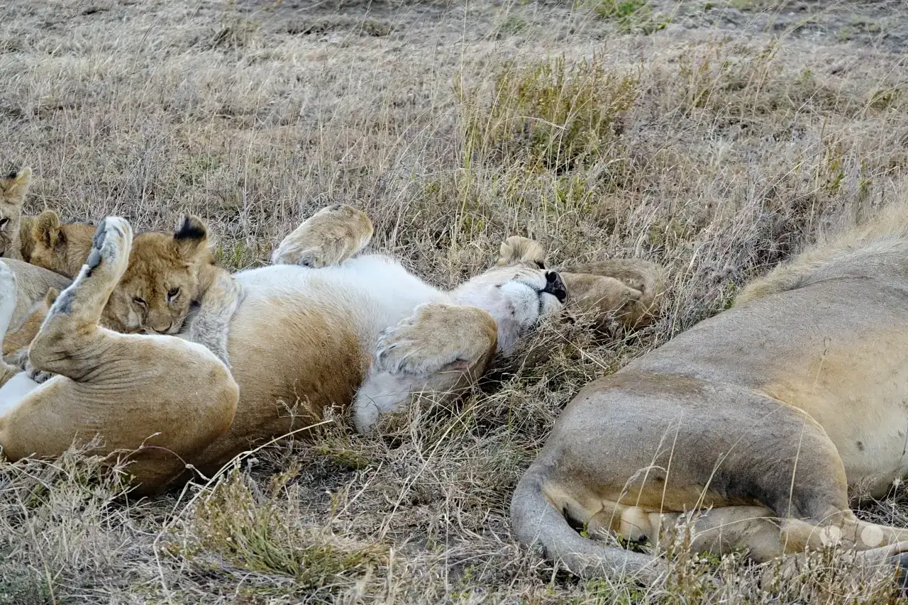 Tansania - Serengeti