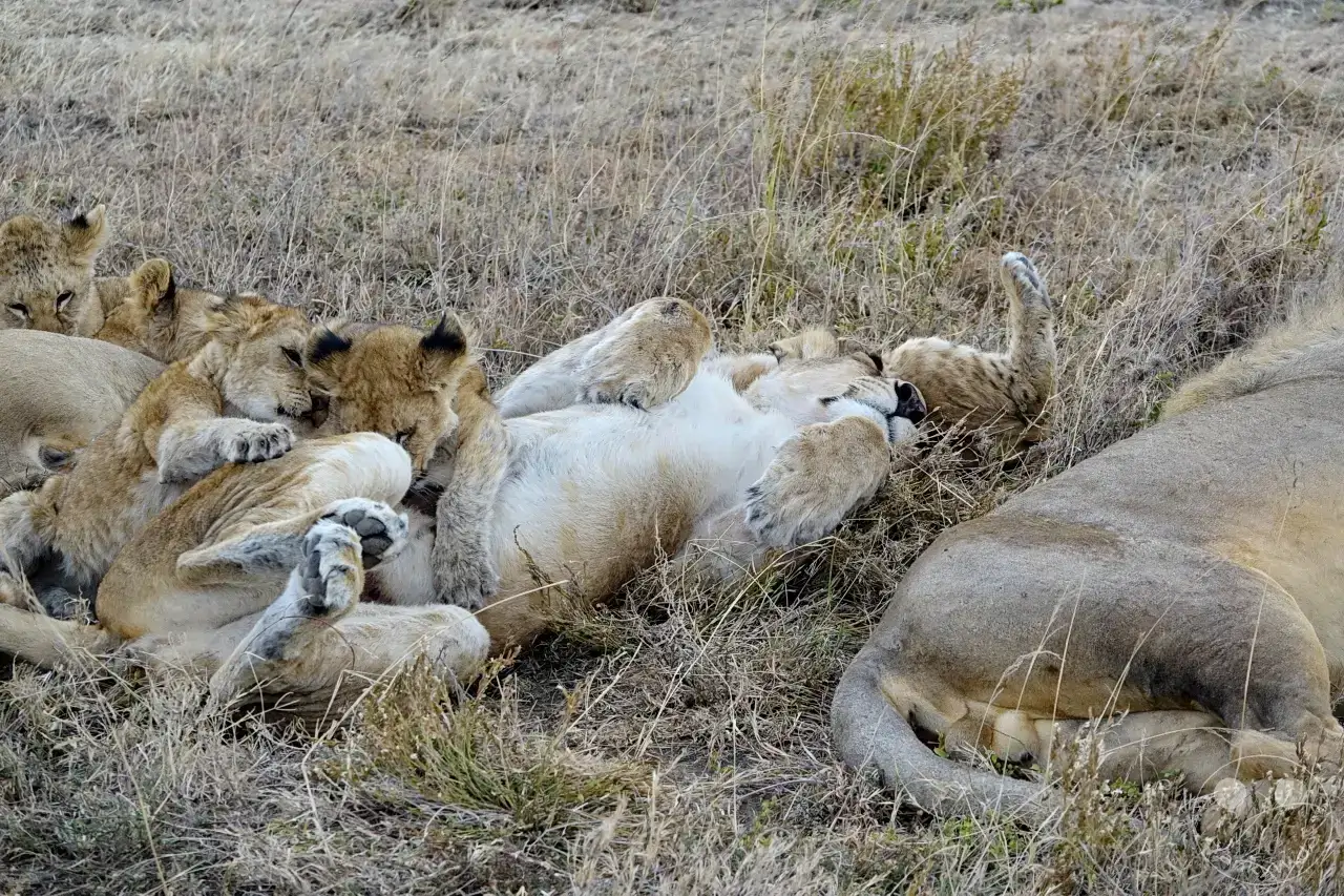 Tansania - Serengeti