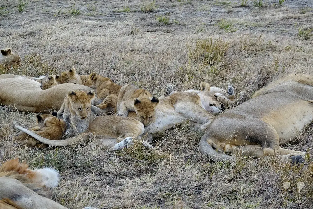 Tansania - Serengeti