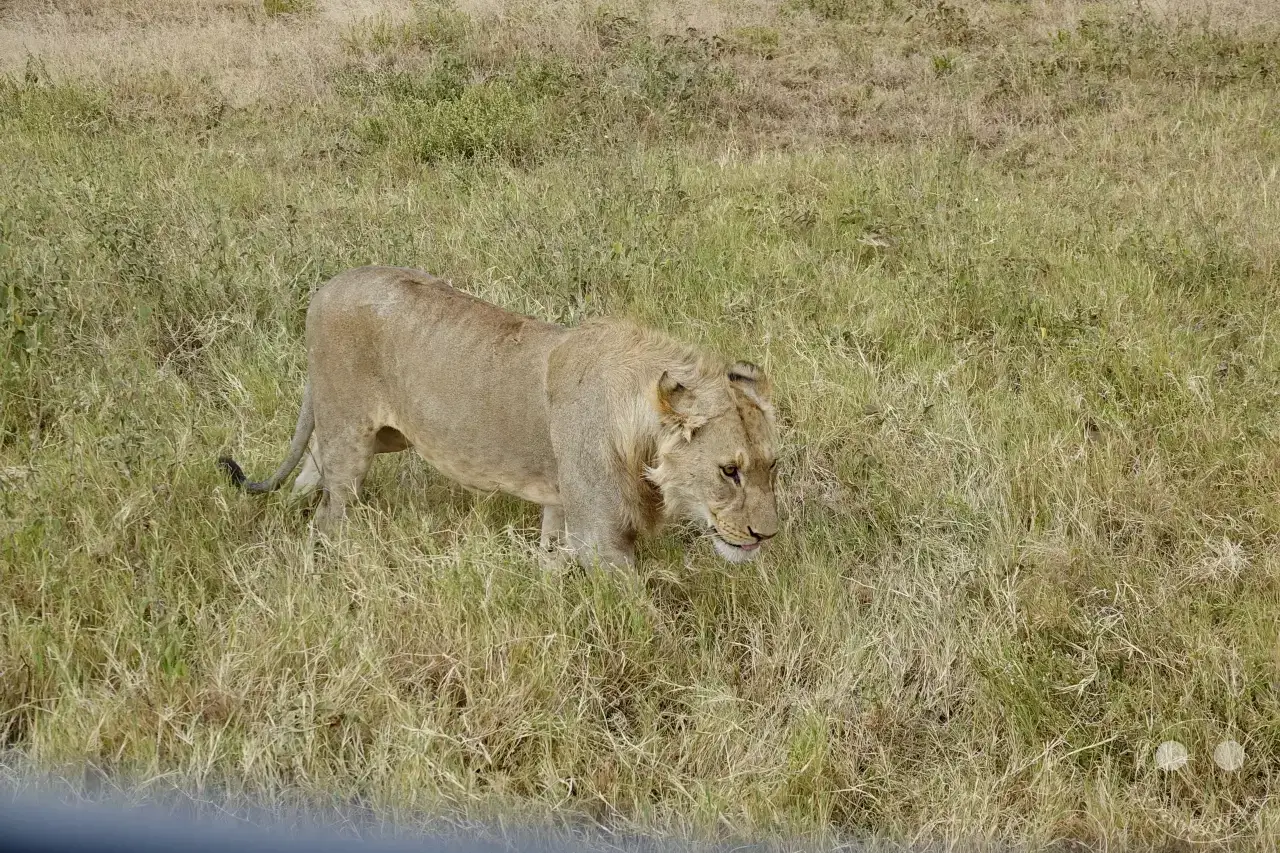 Tansania - Serengeti