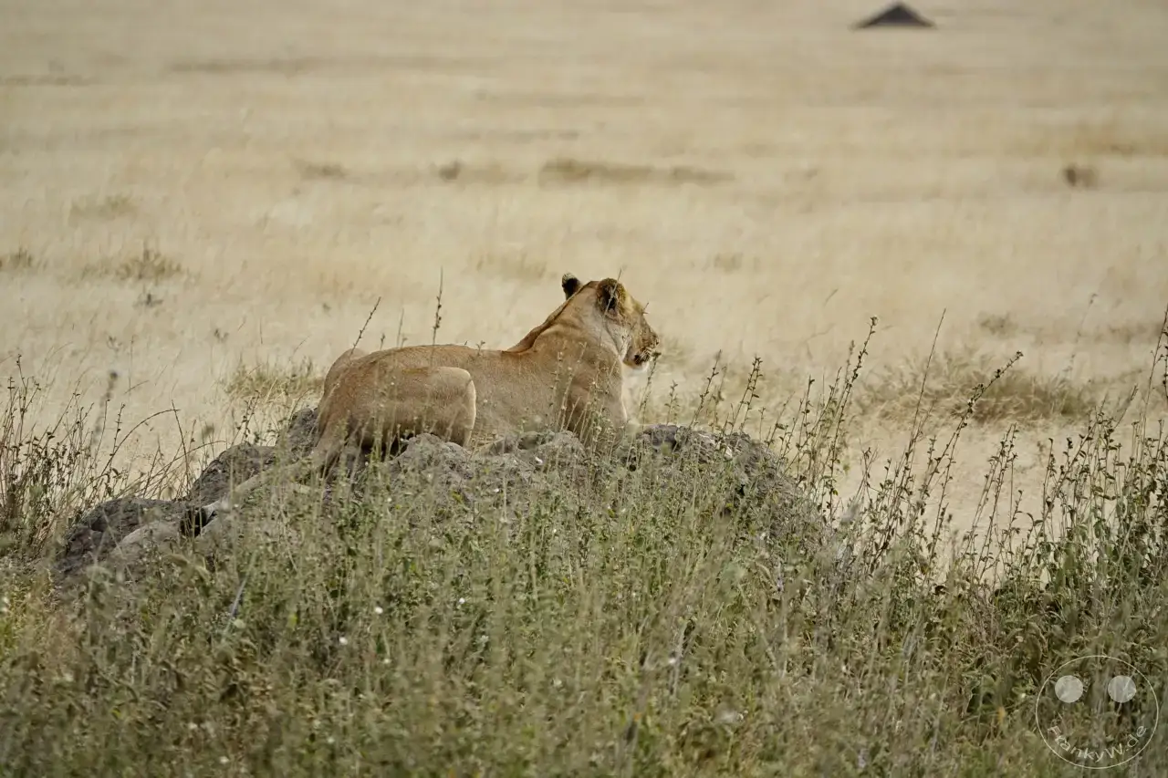 Tansania - Serengeti