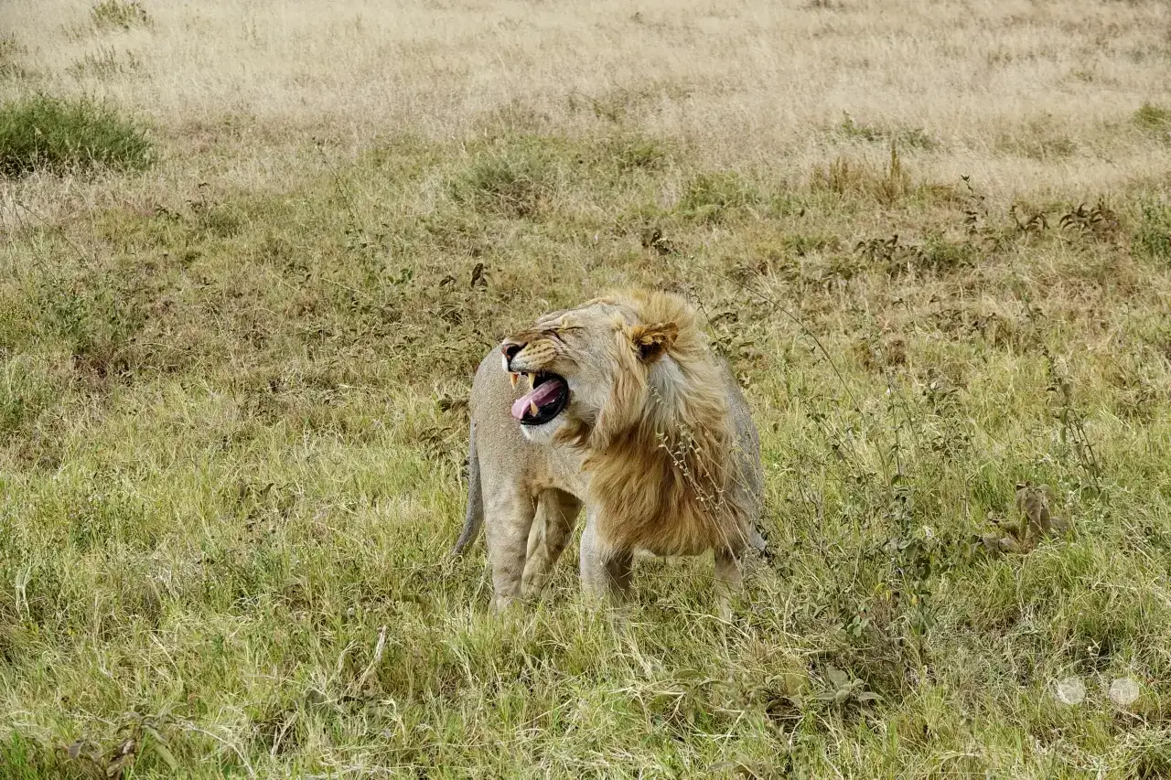 Tansania - Serengeti