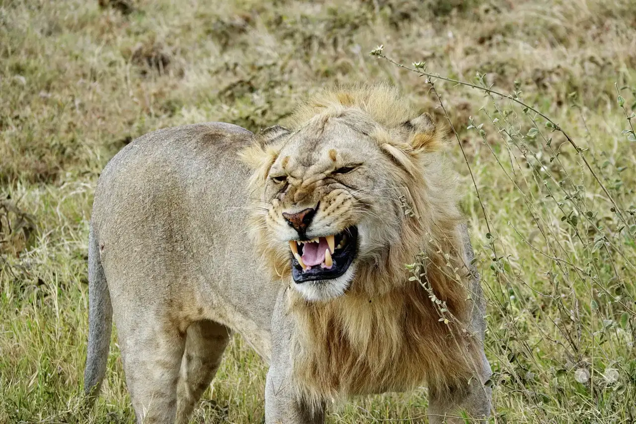 Tansania - Serengeti
