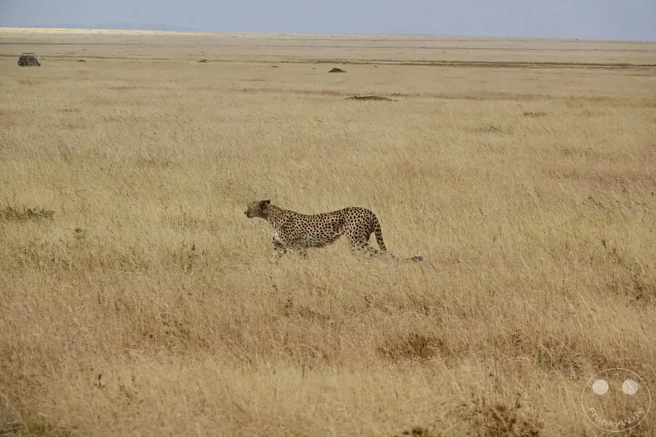 Tansania - Serengeti